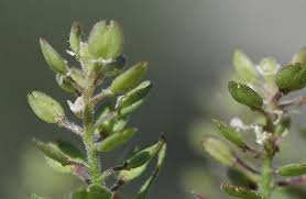 Attēlu rezultāti vaicājumam “Lepidium densiflorum fruit”