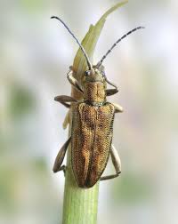 Attēlu rezultāti vaicājumam “Donacia dentata”