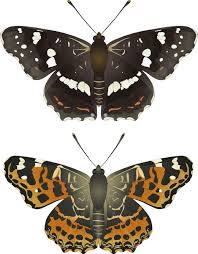 Attēlu rezultāti vaicājumam “Araschnia levana”