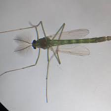 Attēlu rezultāti vaicājumam “Chironomidae”