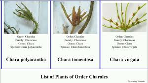 Attēlu rezultāti vaicājumam “Chara polyacantha”