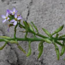 Attēlu rezultāti vaicājumam “Cakile maritima subsp. baltica leaf”