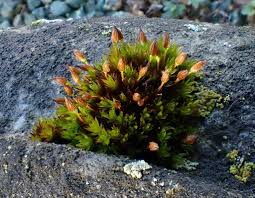 Attēlu rezultāti vaicājumam “Orthotrichum anomalum sporophyte”