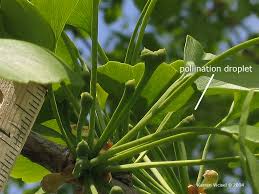 Attēlu rezultāti vaicājumam “Ginkgo biloba female flower”