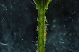 Attēlu rezultāti vaicājumam “Chara intermedia”