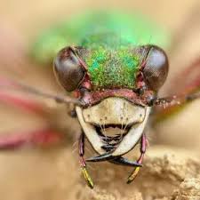 Attēlu rezultāti vaicājumam “Cicindela sylvatica imago”