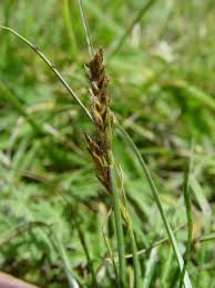 Attēlu rezultāti vaicājumam “Blysmus compressus fruit”