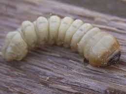 Attēlu rezultāti vaicājumam “Cerambycidae larva”