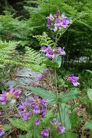 Image result for Penstemon