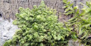 Attēlu rezultāti vaicājumam “Metzgeria violacea”