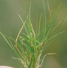 Attēlu rezultāti vaicājumam “Agrostis canina”
