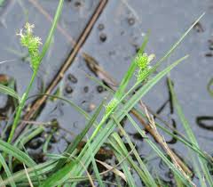 Attēlu rezultāti vaicājumam “Carex viridula”