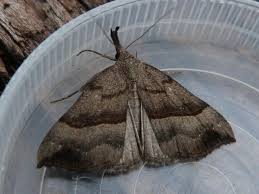 Attēlu rezultāti vaicājumam “Hypena proboscidalis”