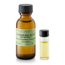 Attēlu rezultāti vaicājumam “Lavandula angustifolia bud”