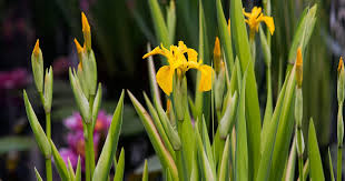 Attēlu rezultāti vaicājumam “Iris pseudacorus flower”