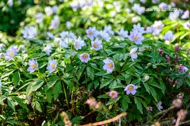 Image result for Buschwindröschen