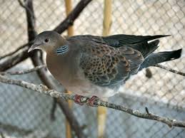 Image result for Streptopelia orientalis