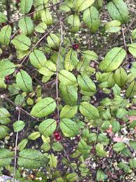 Attēlu rezultāti vaicājumam “Lonicera ferdinandii”