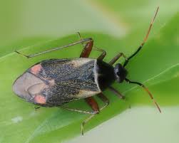 Attēlu rezultāti vaicājumam “Adelphocoris seticornis”