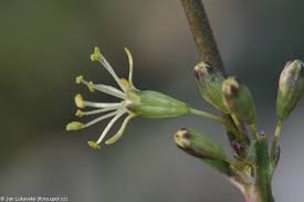 Attēlu rezultāti vaicājumam “Silene otites”