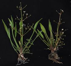 Attēlu rezultāti vaicājumam “Alisma gramineum”