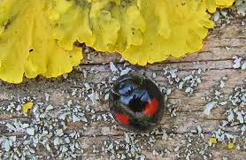 Attēlu rezultāti vaicājumam “Chilocorus renipustulatus”