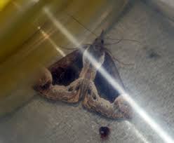 Attēlu rezultāti vaicājumam “Hypena crassalis”