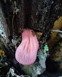 Attēlu rezultāti vaicājumam “Sarcodontia crocea”