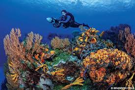 Resultado de imagen para cozumel dive