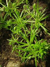 Attēlu rezultāti vaicājumam “Sagina procumbens fruit”
