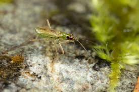 Attēlu rezultāti vaicājumam “Dicyphus sp.”