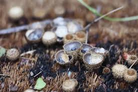 Attēlu rezultāti vaicājumam “Cyathus striatus”