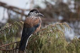 Attēlu rezultāti vaicājumam “Nucifraga caryocatactes adult”