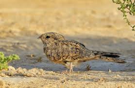 Image result for Caprimulgus aegyptius