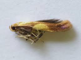 Attēlu rezultāti vaicājumam “Caloptilia alchimiella”