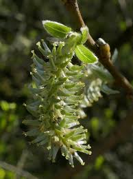 Attēlu rezultāti vaicājumam “Salix caprea male flower”