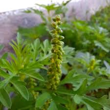 Attēlu rezultāti vaicājumam “Ambrosia artemisiifolia fruit”