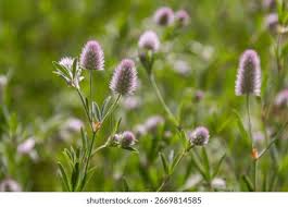 Attēlu rezultāti vaicājumam “Trifolium arvense leaf”