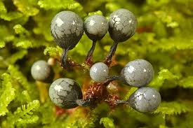 Attēlu rezultāti vaicājumam “Cribraria macrocarpa”