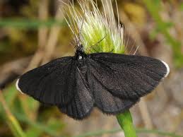 Attēlu rezultāti vaicājumam “Odezia atrata”