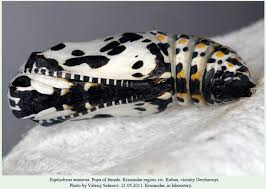 Attēlu rezultāti vaicājumam “Euphydryas maturna pupa”