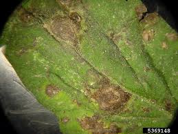 Attēlu rezultāti vaicājumam “Lycopersicon esculentum leaf”