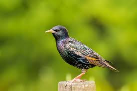 Attēlu rezultāti vaicājumam “Sturnus vulgaris”