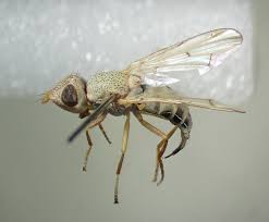 Attēlu rezultāti vaicājumam “Tetanops myopina”