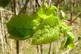 Attēlu rezultāti vaicājumam “Eriophyes padi”