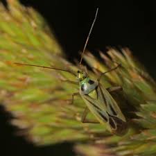 Attēlu rezultāti vaicājumam “Stenotus binotatus”
