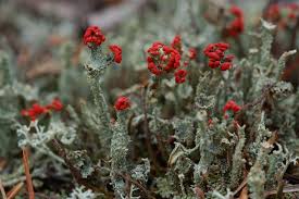 Attēlu rezultāti vaicājumam “Cladonia floerkeana”