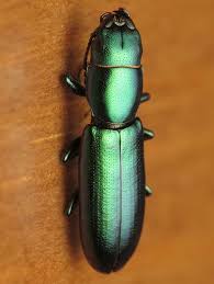 Attēlu rezultāti vaicājumam “Trogossitidae”