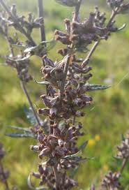 Attēlu rezultāti vaicājumam “Artemisia vulgaris bud”
