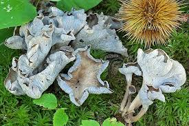 Attēlu rezultāti vaicājumam “Pseudocraterellus sinuosus”